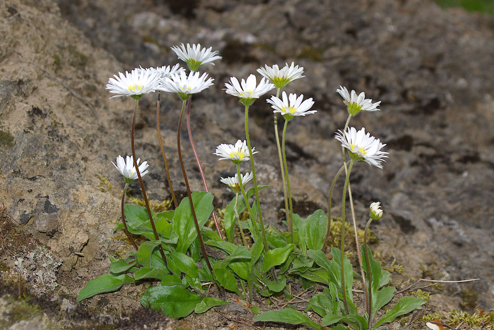 Bellidiastrum michelii (=Aster bellidiastrum)